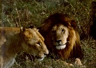 Africa (10)  Lion couple